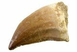 Fossil Mosasaur (Thalassotitan) Tooth - Morocco #341486-1